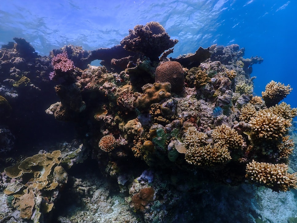 Brown coral reef underwater