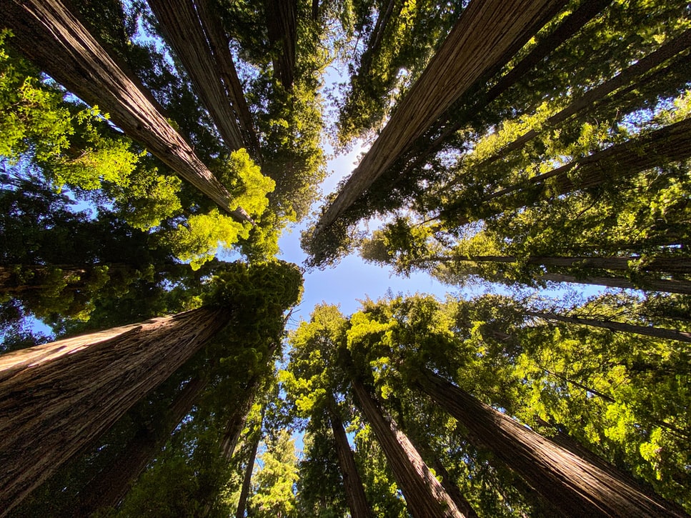 Low angle image of green trees in Redwood
