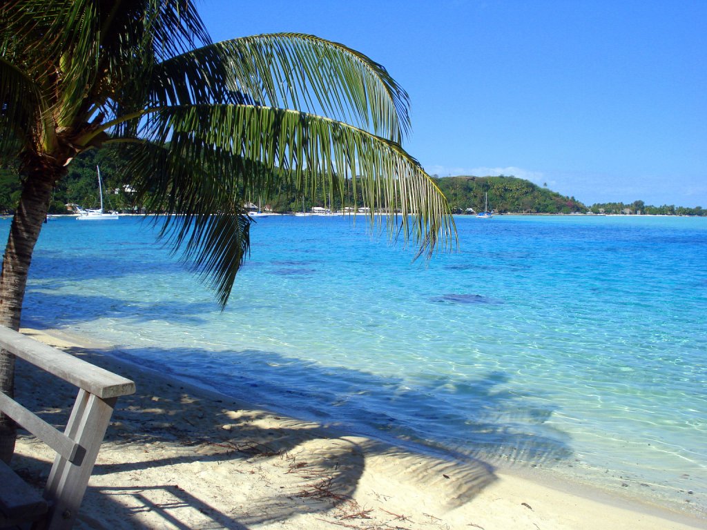 A long shot of a clear blue beach, white sand, and a palm tree in Bora-Bora