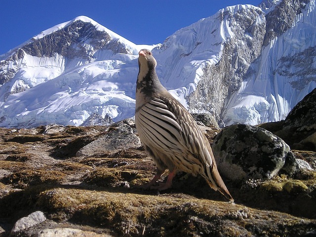 bird in snow capped Himalayas